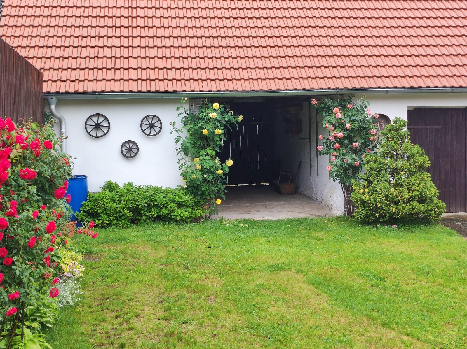 Stodola s růžemi